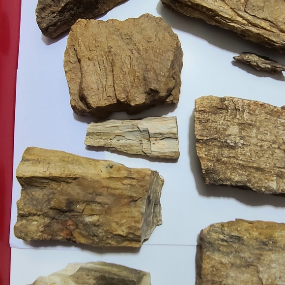 Petrified Wood is very hard as rock fossil - Picture 5 of 5